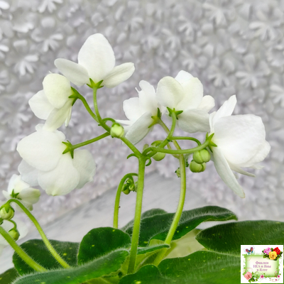 ШН-Космическая Фея (Н. Шушакова) 2019 г.