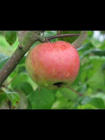 Скрыжапель (яблоня)