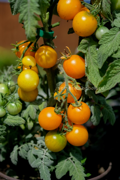 Томат Micro dwarf Bunny Hop (Банни Хоп), 10 шт