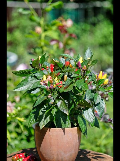 Перец острый BRW Claster, 10 шт