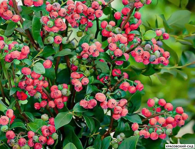 Голубика Пинк Лемонейд - Pink Lemonade