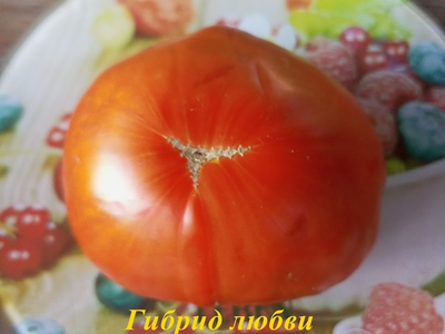 Томат Гибрид любви