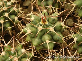 Gymnocalycium bruchii v. niveum VG 536