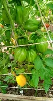 Калифорнийский тюльпан
