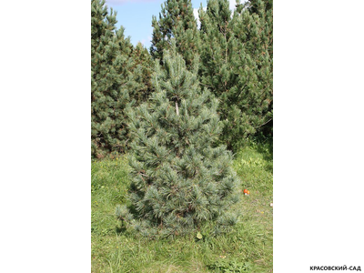 Кедр Сибирский - Pinus Sibirica