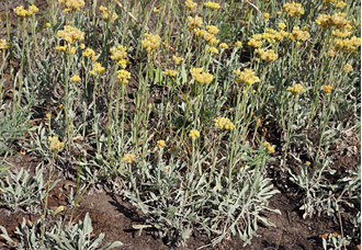 Гидролат Бессмертник (Helichrysum arenarium) Россия, цветы, 100 мл