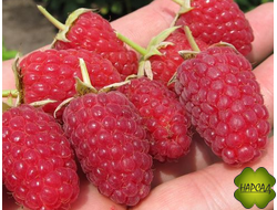 МАЛИНА "РУБИНОВОЕ ОЖЕРЕЛЬЕ" (ремонтантная, отличного вкуса)