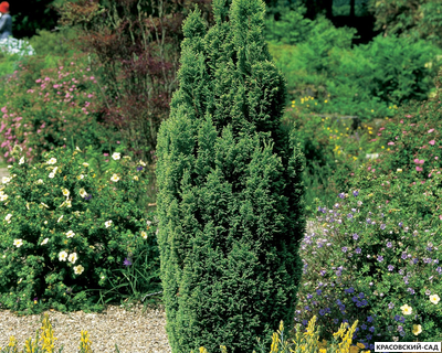 Кипарисовик Элвуди - Ellwoodii