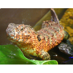 Крокодиловый шинизавр (Shinisaurus crocodilurus)