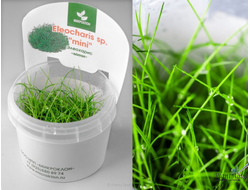 Элеохарис мини
