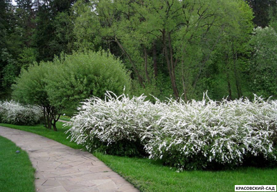 Живая изгородь из Спиреи Грефшейм - Spiraea Grefsheim