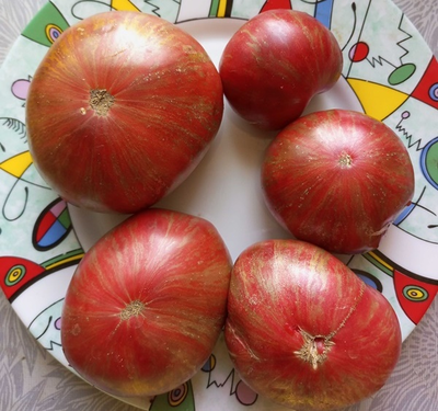 Томат гном Металлика (Dwarf Metallica)