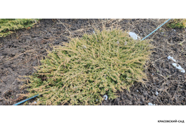 Можжевельник обыкновенный Green Carpet - Грин Карпет - сажаем зимой - Красовский-Сад.рф