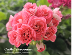 Пеларгония Сеньорита