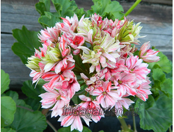 Пеларгония Mallorka