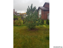 Сосна крымская черная Pínus Pallasiana - фото в ладшафте - красовский-сад.рф