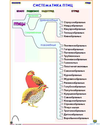 Зоология. Птицы (12 шт), комплект кодотранспарантов (фолий, прозрачных пленок)