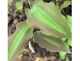 Polygonatum  lasianthum “Glow Leaf”