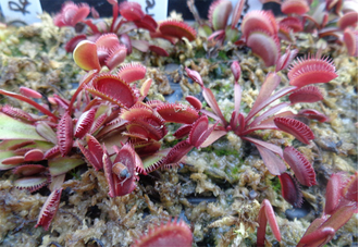 Dionaea muscipula Trev's Red Dentate