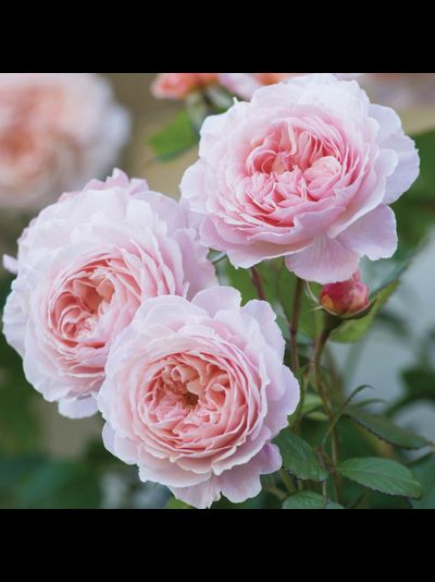 Э Шропшиэ Лэд ( A Shropshire Lad)