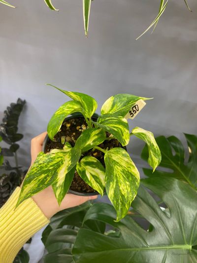 Эпипремнум