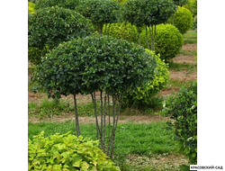 Топиар Боярышник сливолистный в форме зонта