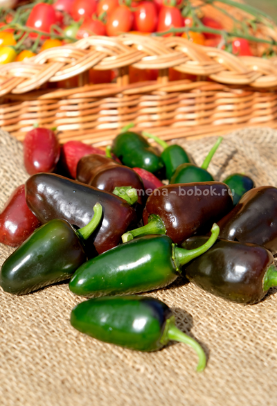 Перец острый Jalapeño Блэк Маррокан, (10 шт)