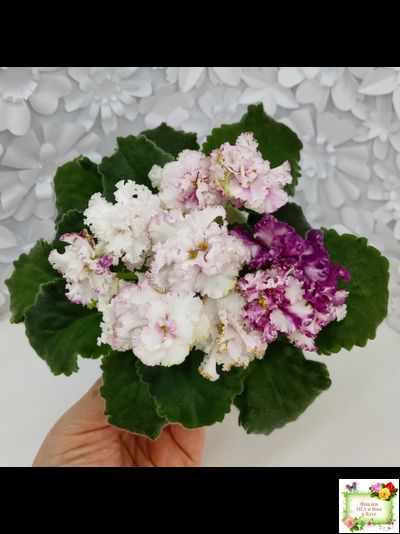 АВ-Любимая Игрушка (Фиалковод) 2015 г.