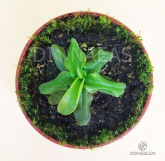 Pinguicula Primuliflora Rose - Пингвикула примулофлора розе, жирянка роза