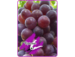 Изумление / РТК (укорененный черенок)