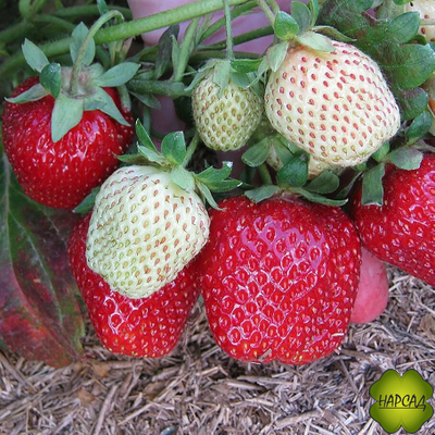 КЛУБНИКА "КОРОЛЕВА ЕЛИЗАВЕТА" (РЕМОНТАНТНАЯ, ОЧЕНЬ МАЛО УСОВ)