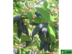 Жимолость "Восторг"