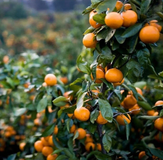 Мандарин красный (Citrus reticulata) Сицилия, цедра (5 мл) - 100% натуральное эфирное масло