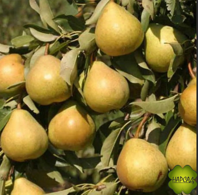 Груша "ЛЮБИМИЦА ЯКОВЛЕВА (сладкая, осенняя, саженец 3 года)