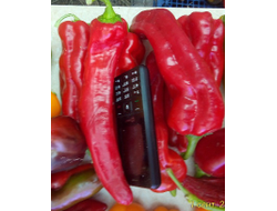 Перец сладкий Тронтароло (Trontarolo) Италия