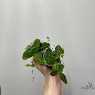 24/07/2025 Hoya Dischidia ovata