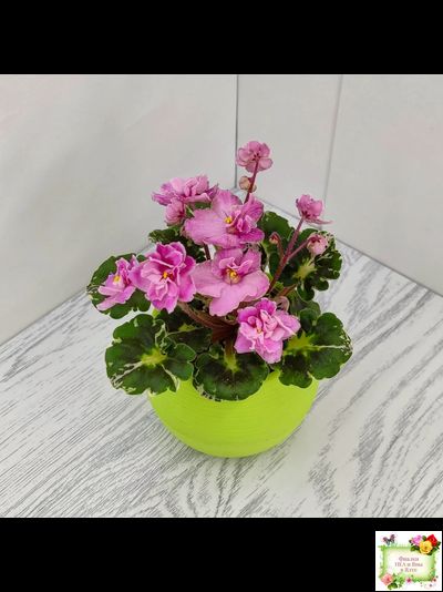 Snuggles Little Girl (S. Sorano) (пестролистный гёрл)