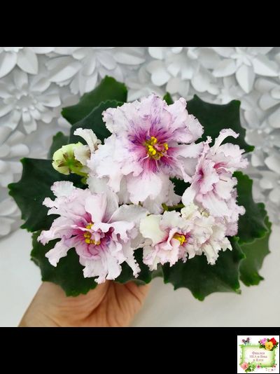 РМ-Ягодный Мармелад (Н.Скорнякова) 2019 г.