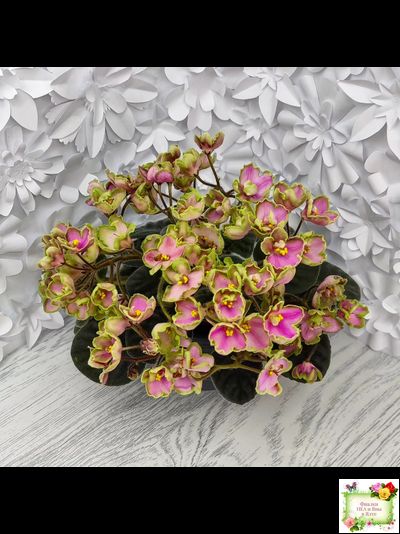 ЛЕ-Ярита (Е.Лебецкая) 2016 г.