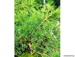 Можжевельник Метхот - Mathot