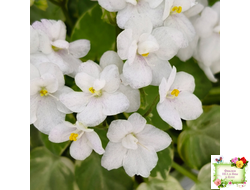 Ва-Банк (Л. Мещерякова) листовая химера (стартер сорт)