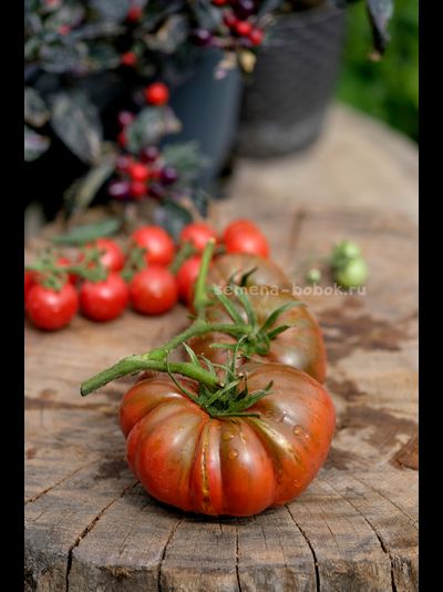 Томат Один Трюк Пони ( One Trick Pony), 10 шт