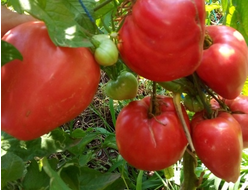 Сердцевидные сорта розовых томатов