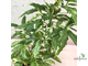 Ficus Racemosa White variegata / фикус ракемоза вариегатный белый