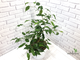 Ficus Benjamina Wiandi / фикус вианди