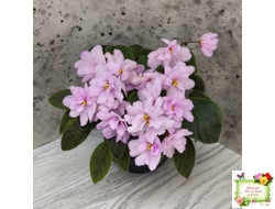 ЛЕ-Розовый Вальс (Е. Лебецкая) 2018 г. трейлер (пасынок сорт посажен 20.10.25)