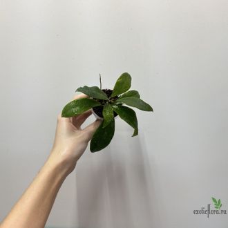 24/07/25 Hoya sp. AH-045