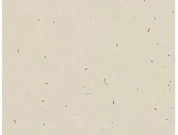 50221 Linen Sphera Energetic коллекция яркого гомогенного линолеума Forbo купить с доставкой