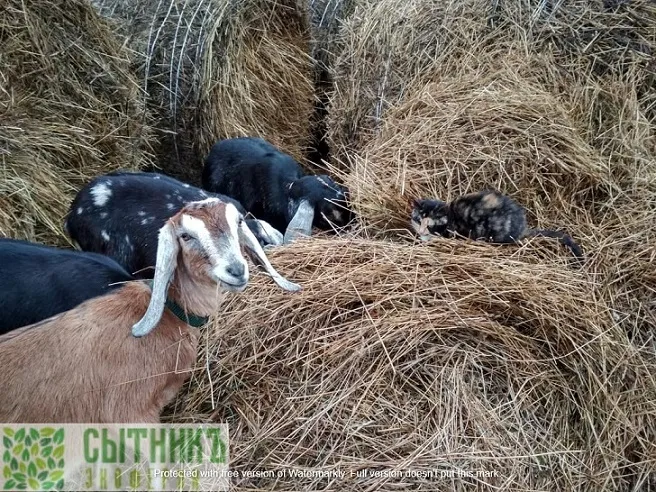 Лакомство для нубийских коз