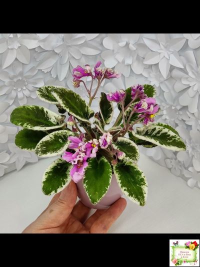 Hodss-Cassandra (Яна Ходченко) 2020 г. (пестролистный лонг с бастл-листвою)